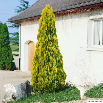 Туя Пирамидалис Ауреа - Pyramidalis Aurea