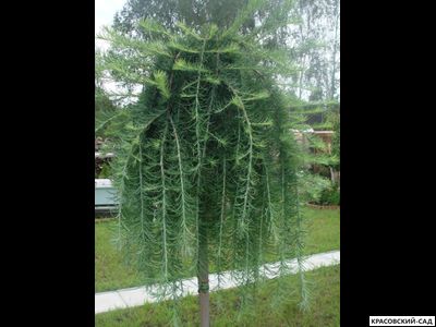 Лиственница японская Стифф Випер - Stiff Weeper