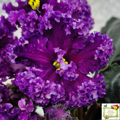 НД-Магнитная Аномалия Люкс (Н. Данилова-Суворова)