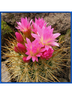 Neoporteria litoralis RS 1373