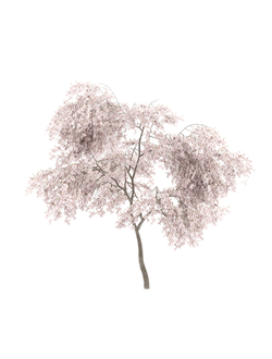 цветущие Вишня Максимовича 4