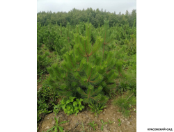 Сосна крымская черная Pínus Pallasiana - фото летом - красовский-сад.рф