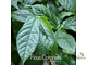 Ficus Coronata / фикус Короната