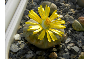 Lithops gracilideliniata ssp. brandbergensis C383
 