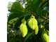 Уд, агаровое дерево (Aquilaria Agallocha) (1 г) - 100% натуральное эфирное масло