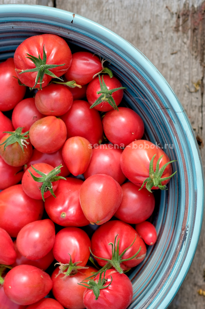 Томат Козула 14 Мегагрон, 10 шт