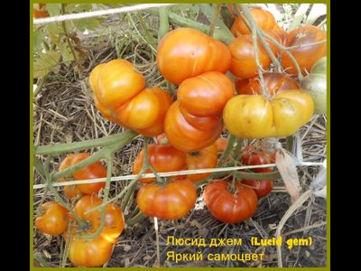 Томат Яркий самоцвет (Люсид джем, Lucid gem, США)