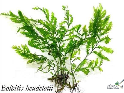 Болбитис Геделоти XL  (куст)