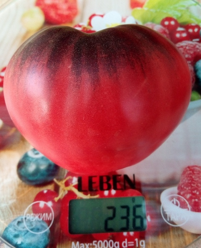 Томат KAS-21, Польша