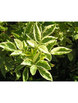 Бузина чёрная Madonna