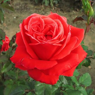 Маниту (Manitou) роза