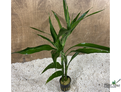 Драцена Сандера зеленая (горшок)