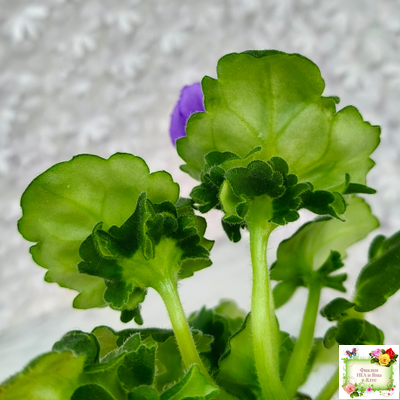 LV-Дудочка и Кувшинчик (Л. Шевелева) 2025 г. трейлер (детка сорт)