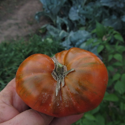 Томат Большой черный и красный кабан (Large Black and Red Boar)