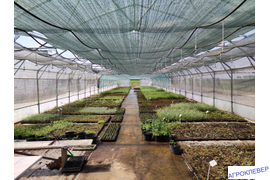 Туман для  черенкования (теплица 10 х 50)