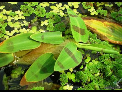 Гигрориза Аристата