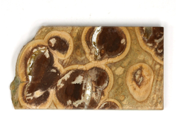 Риолит, яшма, срез полированный, Россия (61*34*5 мм, 25 г) №29776