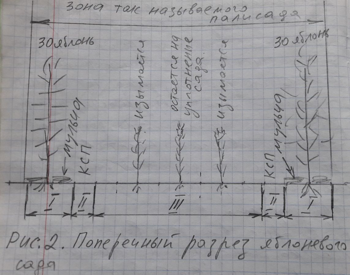 Статьи - Правильный палисадник (сад). Мой опыт