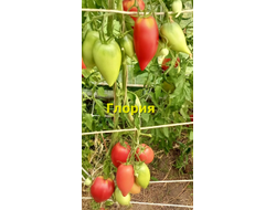 Томат Глория