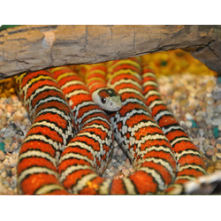 Королевская змея горная кноблюха