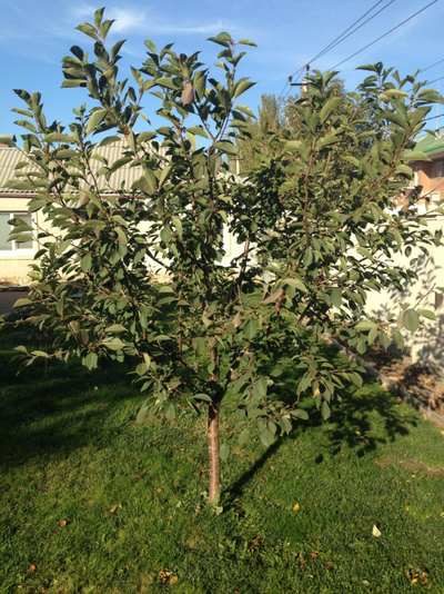 Вишня Морозовка