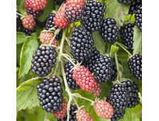 Ежевика Небеса могут подождать