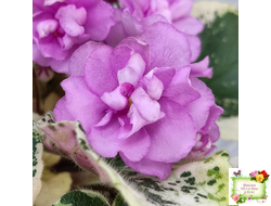 Alameda Trail (P.Harris) трейлер (лист посажен 06.10.25)