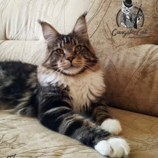 Волгоградский питомник Мейн кунов GangsterCat. Сайт: www.gangstercat.ru Тел: +7 (917) 335-09-66 (WhatsApp, Viber, Telegram), Татьяна.