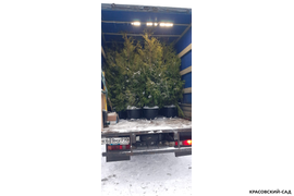 Туя Брабант с доставкой фото Красовский-Сад.рф