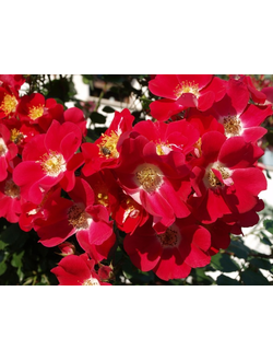 Руж Мейяндекор (Rouge Meillandecor)