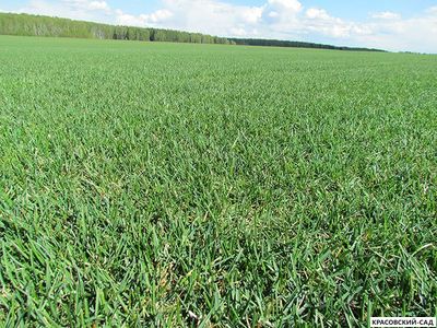 Рулонный газон Эталон