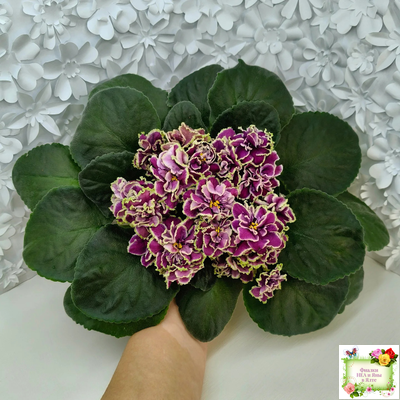 ВаТ-Классический Вкус (Т. Валькова) 2019 г. (розетка сорт)