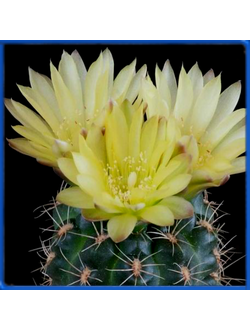 Gymnocalycium andreae v.fechseri P 378