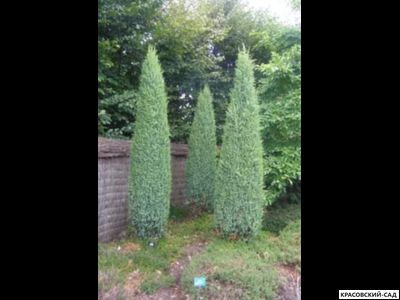 Можжевельник Хиберника - Hibernica