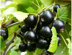 Чудное мгновенье(смородина черная)