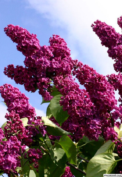 Сирень обыкновенная Знамя Ленина - фото крупным планом - красовский сад.рф