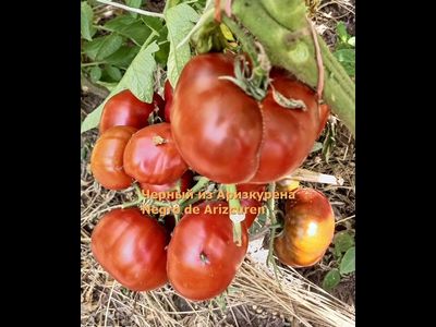 Томат Черный из Аризкурена (Negro de Aritzkuren)