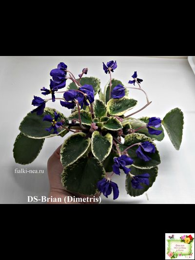 DS-Brian (Dimetris) 2014 г. (пестролистная бастл-листва)