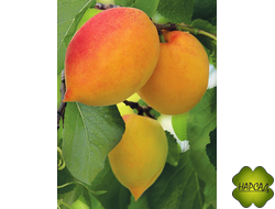 АБРИКОС "Академик Комаров" (саженец 3 года, сеянец из косточки)