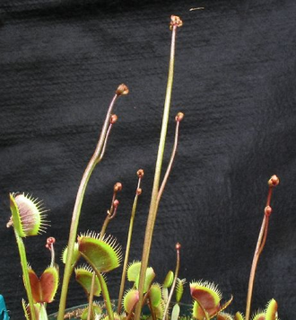 Dionaea muscipula Petite Dragon