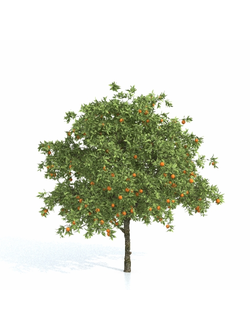 плодовые Апельсин