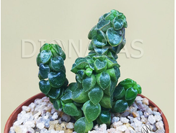 Peperomia columella - Пеперомия колумелла, столбчатая пеперомия