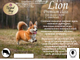 Гранд Дог корм для собак Grand Dog Lion Premium с Говядиной для мелких пород 10кг