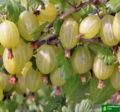 Крыжовник "Финский зеленый"