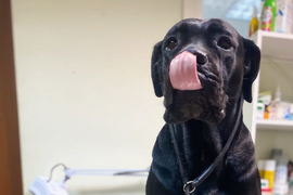 Вакцинация животных в Волгограде