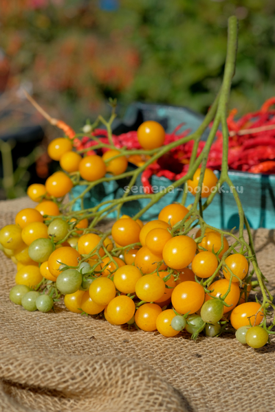 Томат Ildi (Ильди), 10 шт