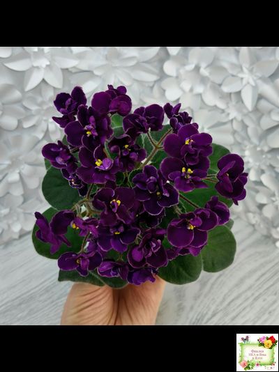 Mac's Piqued Pixie (G. McDonald) 2011 г. (лист посажен 25.01.26)