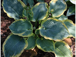 Paradise Expectations фото