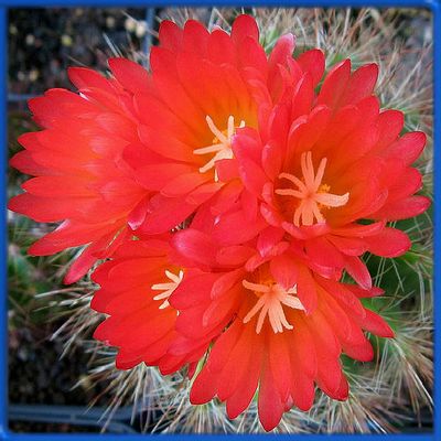 Notocactus horstii f. muglianus