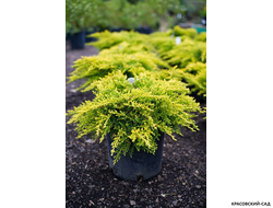 Можжевельник средний Голд Стар с доставкой по Москве в питомнике красовский-сад.рф